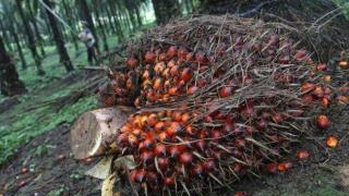 Harga TBS Kelapa Sawit Mitra Swadaya di Riau Minggu Ini Naik