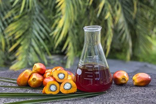 CPO dan Kernel Kompak Naik, Dongkrak Harga Sawit Mitra Plasma Riau