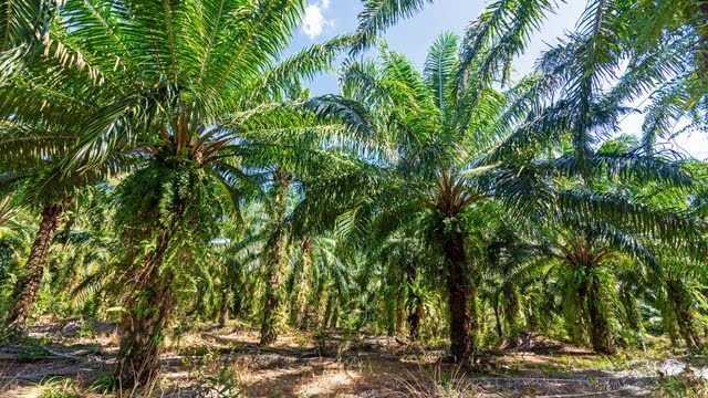 DPRD Riau Dorong Pemprov Agar Masyarakat Memperoleh Kebun Sesuai UU