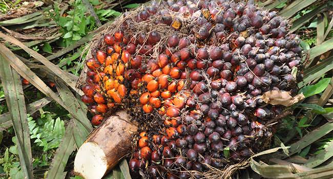 Harga TBS Kelapa Sawit Mitra Swadaya Riau Naik, Petani Terima Rp3.290 per Kg