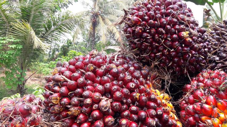 Harga CPO Naik, Kelapa Sawit Mitra Plasma Minggu Ini Dihargai Rp3.385 per Kg