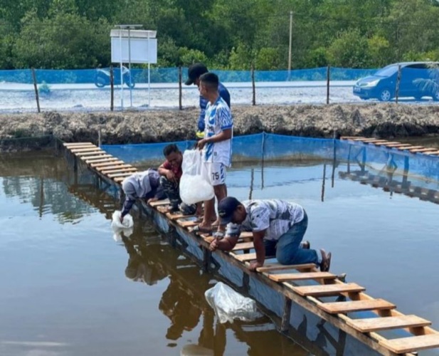 8.500 Benih Ikan Nila dan Patin Ditebar di Tambak TNI AL Dorak