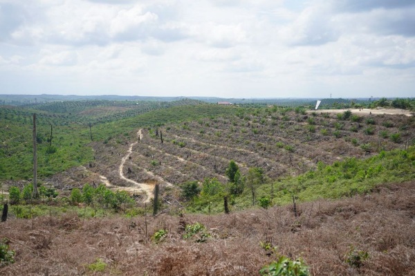 Jual Hutan Jadi Kebun Sawit, Kepala Desa di Inhu Ditangkap Polis