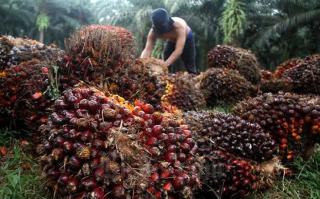 Harga TBS Kelapa Sawit Mitra Swadaya di Riau Dibayar Rp 3.206,70 per Kg