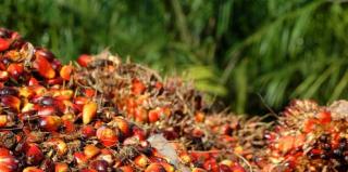 Harga TBS Sawit Swadaya di Riau Terus Membaik, Tembus Rp 3.563,89 per Kg