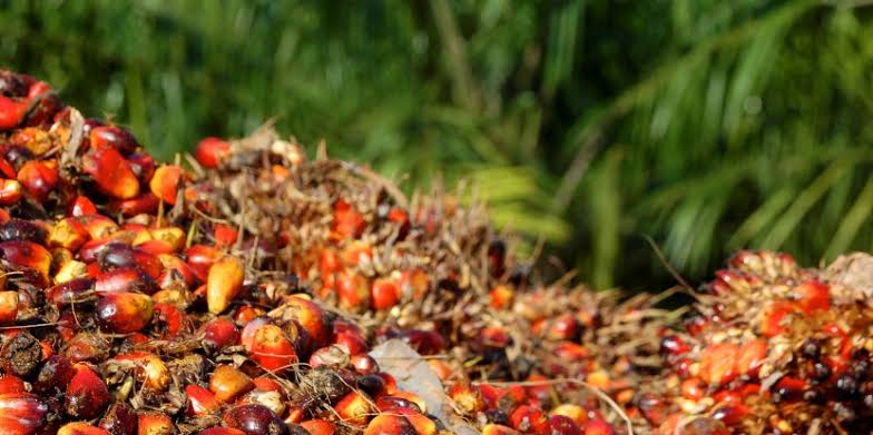 Turun Rp18,39, Harga TBS Sawit Swadaya Riau Pekan Ini Jadi Rp3.634