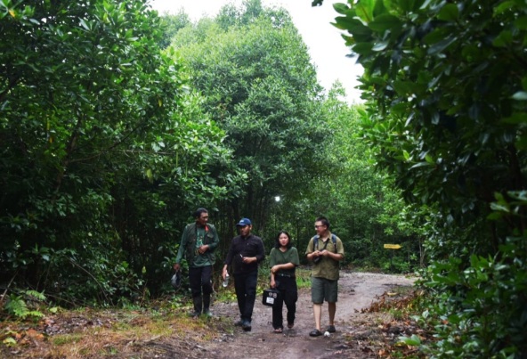 LPHD Teluk Pambang Bengkalis Gelar Wisata Unik ‘Kunang-Kunang Mangrove’