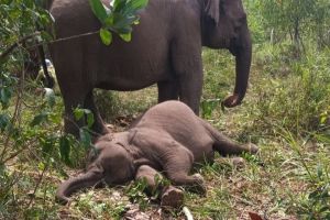 Gajah Sumatera Bernama Tari Mati di TNTN Akibat Virus EEHV