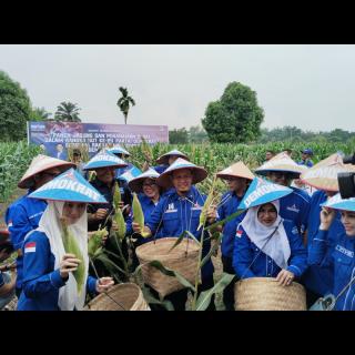 Bergabung Bersama Petani Panen Jagung dan Cabai, Demokrat Riau Rayakan HUT Ke-24