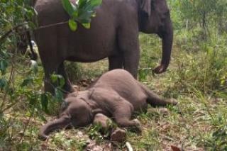 Gajah Sumatera Bernama Tari Mati di TNTN Akibat Virus EEHV