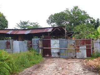 Pemilik Sawmill di Kubang di Fitnah Kelola Kayu Hutan Lindung; ini Kayu Kebun!