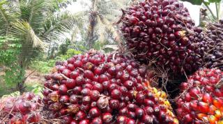 Harga TBS Mitra Swadaya Sentuh Rp3.647 per Kg