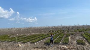 Jaga Kelestarian, M4CR Lakukan Penanaman Mangrove Seluas 1.683 Hektare di Inhi