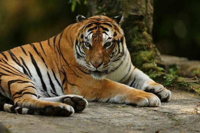 Geger 3 Harimau di Kebun Sawit Kampar: BBKSDA Riau Turunkan Tim Gabungan Cek Laporan Warga