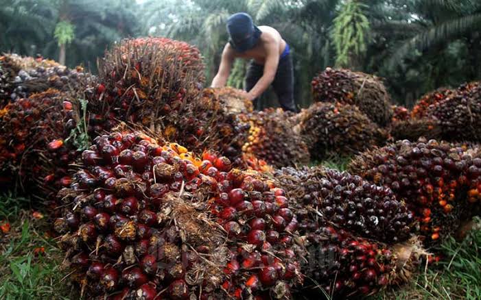 Harga CPO Turun, Kelapa Sawit Mitra Plasma Minggu Ini Dihargai Rp3.686 per Kg