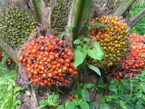 Harga TBS Mitra Swadaya Riau Turun Tipis Jadi Rp3.656/Kg Pekan Ini