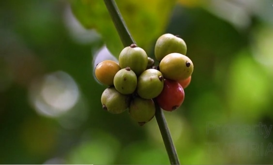 Nama Kopi Robusta Talang Mamak Diusulkan Jadi Produk Kekayaan Intelektual