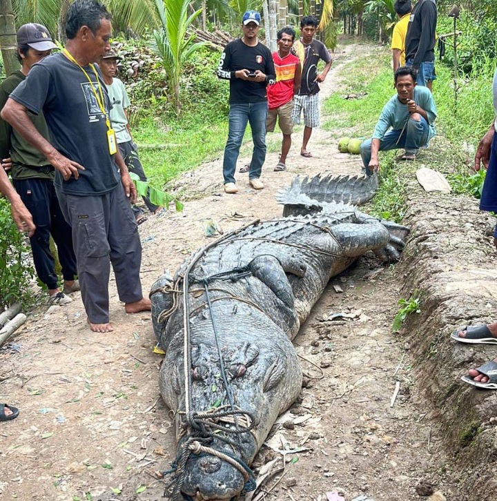 Heboh! Buaya 7 Meter Ditangkap Warga Reteh Inhil