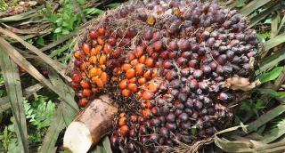 Harga TBS Kelapa Sawit Mitra Swadaya Riau Naik Lagi, Petani Senyum Lebar