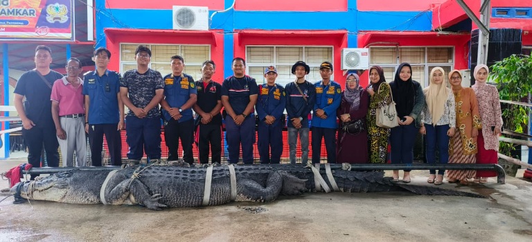 Buaya Raksasa Inhil Dievakuasi ke Tembilahan