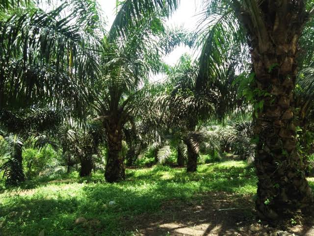 27 Ribu Hektare Kebun Kelapa di Riau Akan di Replanting Tahun Depan