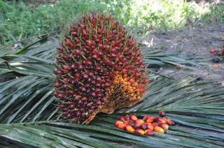 Kelapa Sawit Mitra Plasma di Riau Minggu Ini Dihargai Rp3.553 per Kg