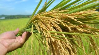 Produksi Padi Riau 2025 Diperkirakan Naik 0,26 Persen, Didominasi Rokan Hilir
