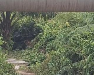 Geger! Penampakan Harimau di Jalan Lintas Siak–Buton, Ini kata BBKSDA Riau