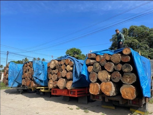 Kemenhut Perluas Kanal Aduan dan Perketat Pengawasan Peredaran Kayu di Sumatera