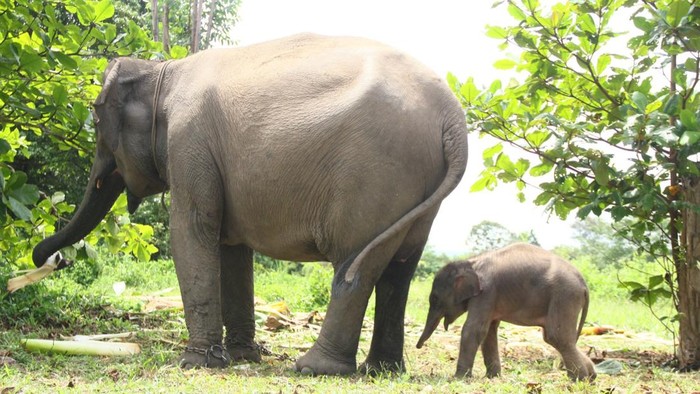 Populasi Terus Menurun, Jumlah Gajah Sumatra di Riau Tersisa hanya 249 Ekor