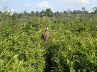 Nusron Wahid Batalkan 1.040 SHM di Tesso Nilo, Lahan Dikembalikan Jadi Kawasan Hutan