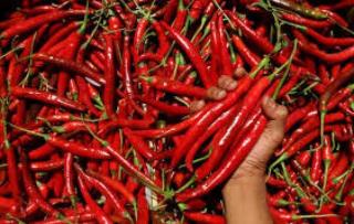 Harga Cabai Merah di Pekanbaru Rp80 Ribu per Kg