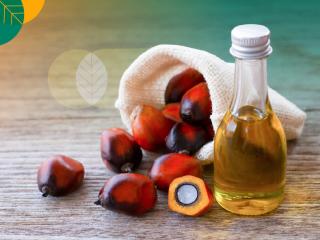 Harga CPO Naik, Kelapa Sawit Mitra Plasma Jadi Rp3.515 per Kg