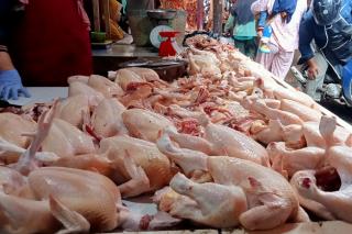 Tembus Rp37.000 per Kg, Harga Ayam Potong di Pekanbaru Naik Drastis