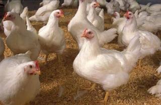 Harga Ayam Tetap Terkendali, Aktivitas Belanja di Pasar Sail Berjalan Normal