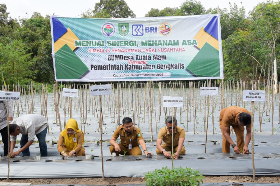 Dukung Swasembada Pangan, Bupati Bengkalis Tanam Cabai Nusantara