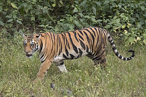 BBKSDA Riau Turunkan Tim, Giring Induk dan Anak Harimau Kembali ke Hutan Pelalawan