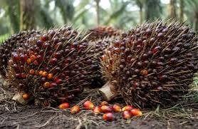 Harga TBS Sawit Mitra Swadaya Riau Kembali Naik Tembus Rp 3.487 per Kg