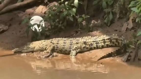 Buaya Sepanjang 2,2 Meter Muncul di Permukiman Warga Kemuning Inhil