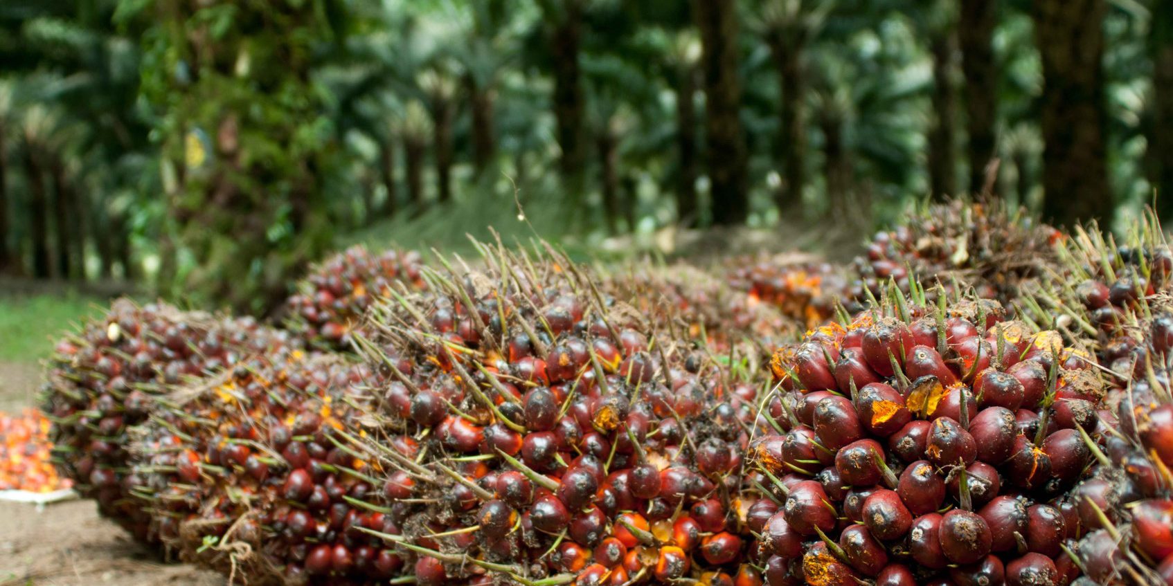 Harga TBS Kelapa Sawit Mitra Swadaya Riau Melonjak Tembus Rp 3.544 per Kg