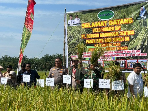 Produktivitas Tinggi Capai 7,2 Ton per Hektare, Panen Raya Padi Supadi 56 di Dumai Dorong Swasembada
