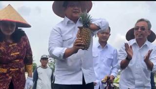 Wamen Transmigrasi Dukung Pengembangan Nanas Morris di Desa Tambang, Kampar