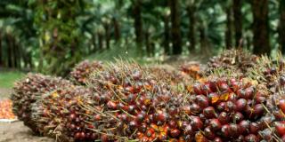 Harga TBS Kelapa Sawit Mitra Swadaya Riau Melonjak Tembus Rp 3.544 per Kg