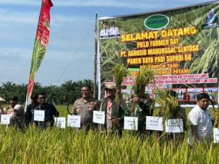 Produktivitas Tinggi Capai 7,2 Ton per Hektare, Panen Raya Padi Supadi 56 di Dumai Dorong Swasembada
