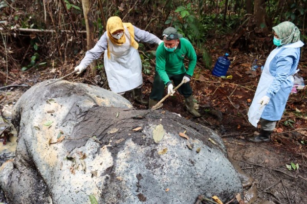 Hasil Labfor: Ditemukan Dua Proyektil Peluru di Kepala Gajah yang Mati di Ukui Pelalawan
