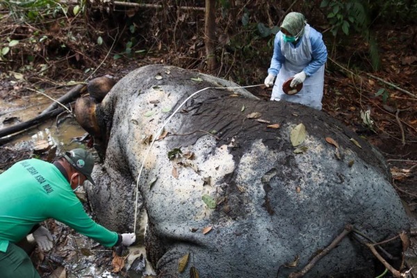 Gakkum Kehutanan Panggil Direksi PT RAPP Terkait Kematian Gajah Sumatera di Kawasan Konsesi Riau