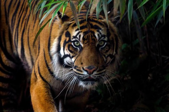 Kamera CCTV Warga Desa Benteng Hulu Siak Rekam Penampakan Harimau Sumatera