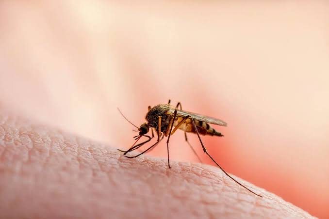 Per Februari Malaria di Riau Tembus 238 Kasus