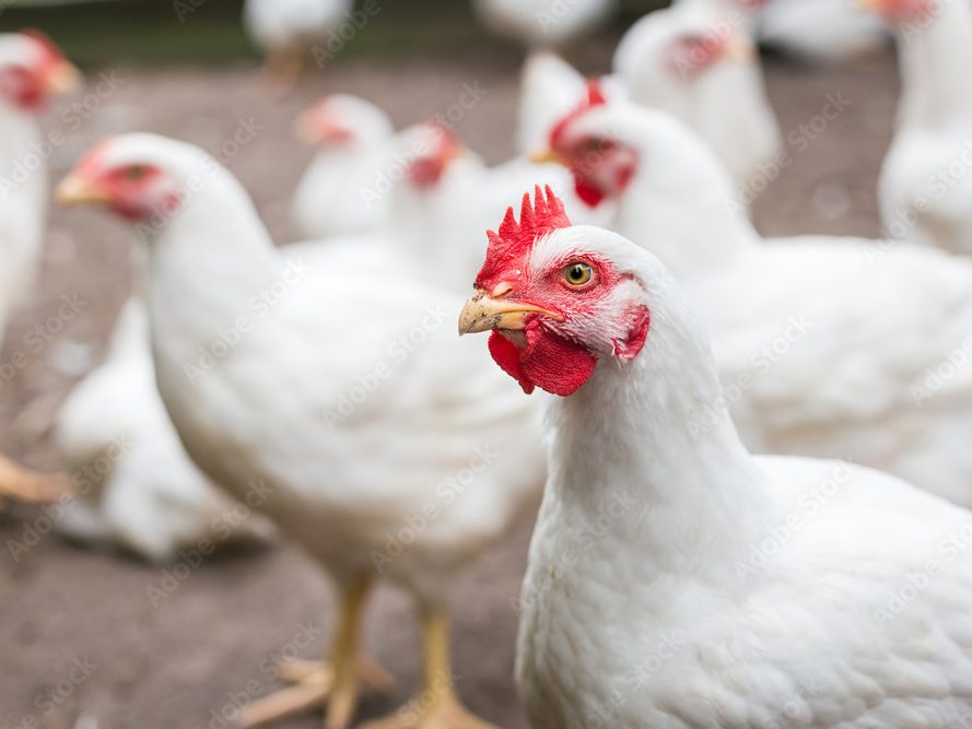 Jelang Imlek dan Ramadan, Permintaan Ayam Potong di Pekanbaru Mulai Melejit