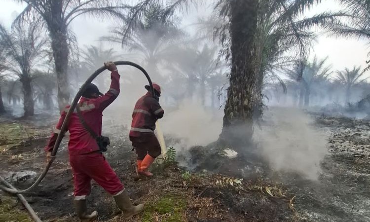 Karhutla Riau Tembus 1.041 Ha di Awal 2026, Pelalawan Jadi Wilayah Terluas